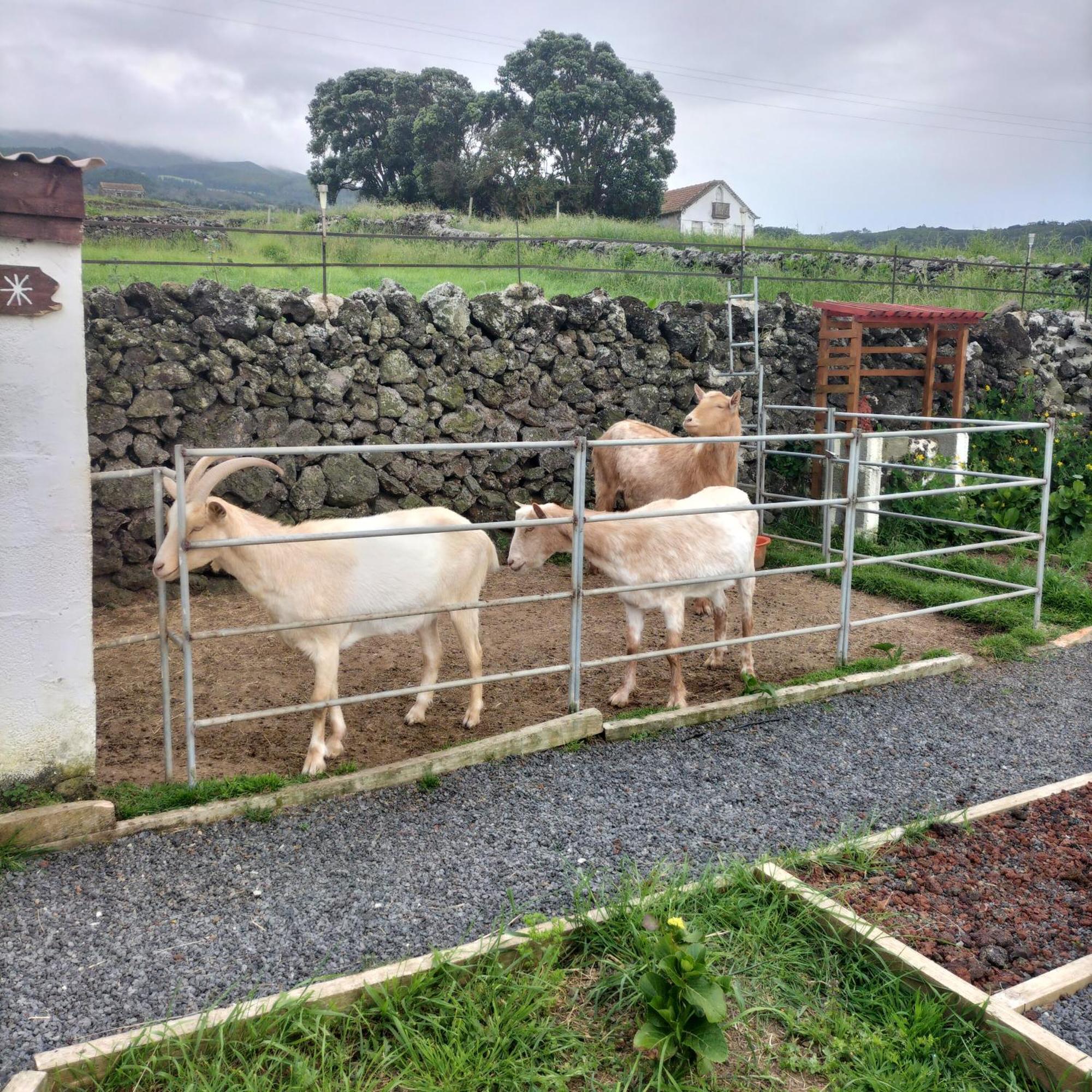 Alojamento Raminho Dos Acores อังกรา ดู เอโรอิสโม ภายนอก รูปภาพ